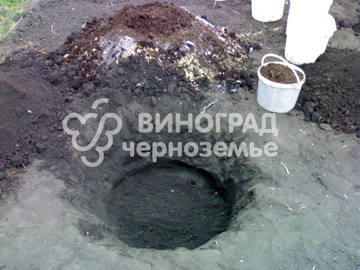 Вырыть посадочную яму глубиной 60 см, диаметром 80 см